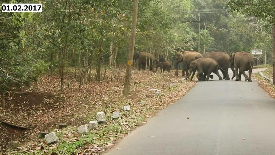 Green Leaf Home Stay Thekkady Eksteriør bilde