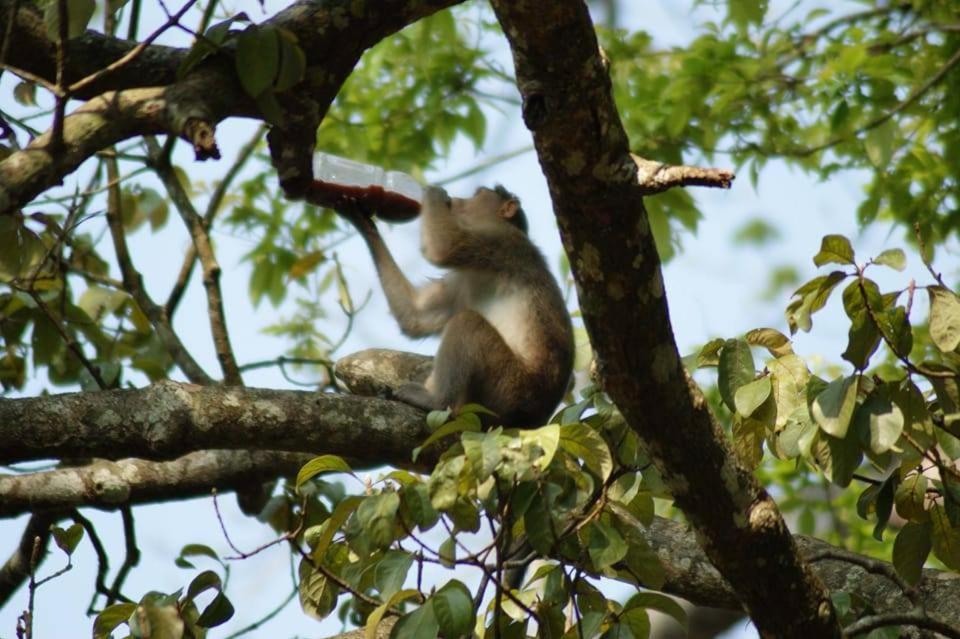 Green Leaf Home Stay Thekkady Eksteriør bilde
