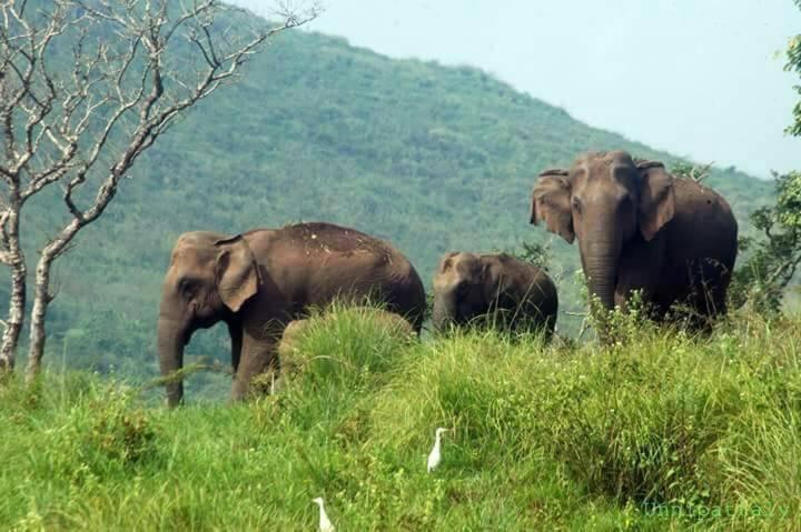 Green Leaf Home Stay Thekkady Eksteriør bilde